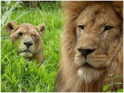 Beschreibung: C:\Users\Davies\Pictures\LL WILDLIFE CENTRE.jpg